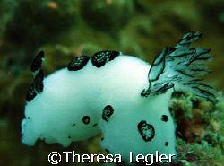 Nudi bathing in the current. Near Koh Tao. by Theresa Legler 